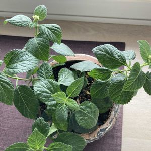 グリーン,窓辺の画像