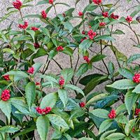 センリョウの画像