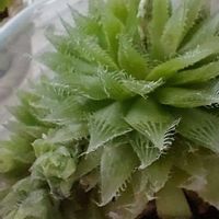 ハオルチア,ハオルチア,北海道,窓辺の画像