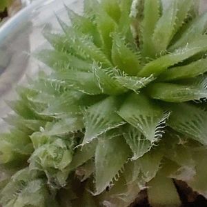 ハオルチア,ハオルチア,北海道,窓辺の画像