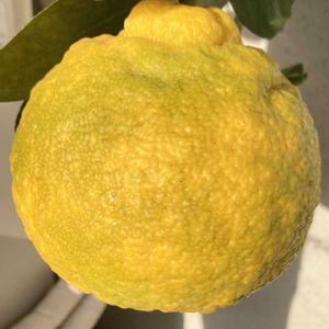 キンカン,キンカン,夏みかん,甘夏,ユズの画像