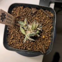 ユーフォルビアトゥレアレンシス,多肉植物,ユーフォルビア,かわぃぃ。,室内管理の画像