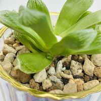 多肉植物,ハオルチア属,ガーデニング,お気に入り♡,いつもありがとう♡の画像