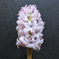 ヒヤシンス,ヒヤシンス,ヒヤシンス 水耕栽培,ヒヤシンス水栽培,ヒアシスターズの画像