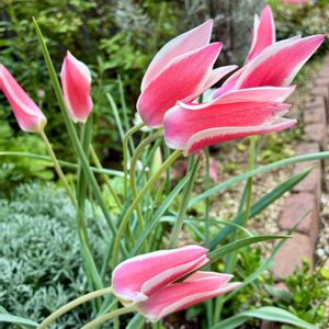 チューリップ,原種チューリップ,花のある暮らし,緑のある暮らし,今日のお花の画像