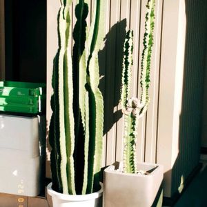 サボテン,サボテン,サボテン マミラリア,柱サボテン,電磁波サボテンのセレウスぽいの画像