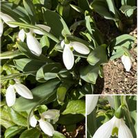 スノードロップ,八重咲きパンジー・ラブリーシュシュ,キュンキュン乙女倶楽部,もんもんチャン♡見守り隊,キュンキュン乙女倶楽部No.279の画像