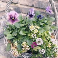 ビオラ　レディ,寄せ植えの画像