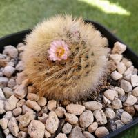 サボテン,マミラリア カルメナエ,マミラリア カルメナエ,マミラリア属,庭の画像