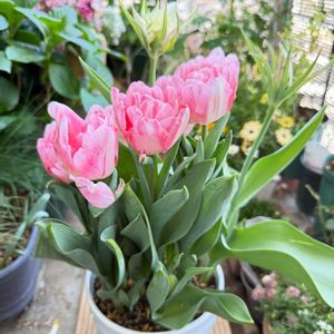 チューリップ,チューリップ,寄植え,ベランダガーデニング,バルコニーガーデニングの画像