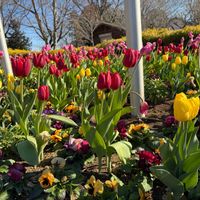 チューリップ,公園,散歩,地植え,可愛らしいの画像