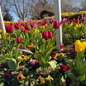 チューリップ,公園,散歩,地植え,可愛らしいの画像