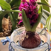 ヒヤシンス,咲いた！,晴れた日,窓辺の画像