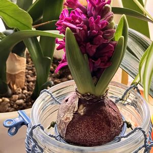 ヒヤシンス,咲いた！,晴れた日,窓辺の画像