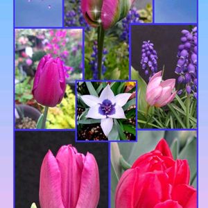 チューリップ,原種チューリップ,チューリップ アイスクリーム,チューリップ クイーンオブナイト,毎月14日は天使の日の画像