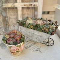 ぷちぽちさん鉢,多肉植物寄せ植え,いつもありがとう♡,今年もよろしくお願いします,晴れの国タニラーGPの画像