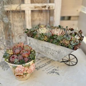 ぷちぽちさん鉢,多肉植物寄せ植え,いつもありがとう♡,今年もよろしくお願いします,晴れの国タニラーGPの画像