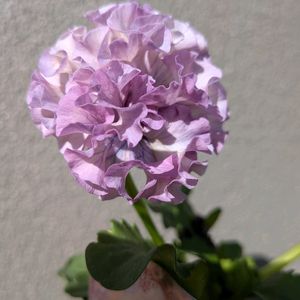 パンジー,ウィンティー,パンジー ローブドゥアントワネット,種から,ハンギングバスケットの画像