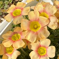 オキザリス,Oxalis obtusa,Oxalis obtusa Apricot Cream,Oxalis obtusa Apricot Cream,Oxalis obtusa Lemon Greenの画像