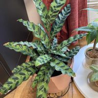 カラテア,カラテア・ランキフォリア,カラテア インシグニス,カラテアオルビフォリアの画像