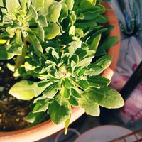 ニゲラ,クリサンセマム,オステオスペルマム,マーガレット 苺ミルク,お花大好き♡の画像