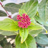 ビバーナム ティヌス,ビバーナム ティヌス,癒し,花のある暮らし,iPhone撮影の画像