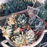 エレガンス,多肉は癒し,小さい庭,多肉大好き♡,多肉のあるくらしの画像