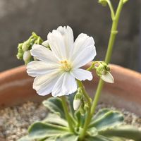 レウィシア,白い水曜日♡,小さな庭の画像