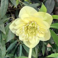 クリスマスローズ,クリスマスローズ,クリスマスローズ・ウィンターシンフォニー,クリスマスローズ ウィンターシンフォニー スイング,クリスマスローズ ダブルの画像