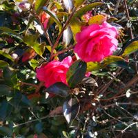 サザンカ,いつもの散歩道,世界平和,被災地にエールを…。,道端徘徊同盟の画像