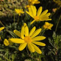 ユリオプスデージーの画像