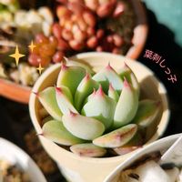 セリア（クラッスラ属）,白牡丹葉挿し,ピンキーピーチ,多肉植物,観葉植物の画像