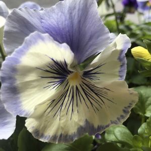 寄せ植え,ありがとう❤️,キュンキュン乙女倶楽部,世界平和,青い花マニアの画像