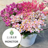 ヘリクリサム ローズビューティー,ヘリクリサムローズビューティー,ガーデニング,花のある暮らし,植物のある暮らしの画像