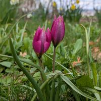 カラー,チューリップ,バラ,原種チューリップ,紫陽花 アジサイ あじさいの画像