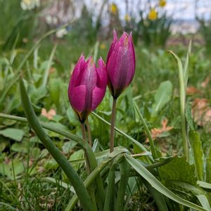 カラー,チューリップ,バラ,原種チューリップ,紫陽花 アジサイ あじさいの画像
