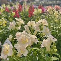 金魚草,白い花,鮮やか ,カラフル,ロビンガーデンの画像