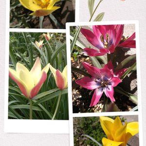 チューリップ,原種チューリップ,八重咲きチューリップ,地植え,色とりどりの画像