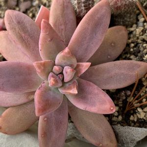 秀麗,多肉植物,多肉植物とサボテン,タニラー,多肉植物大好きの画像