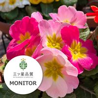 プリムラ ポップル,プリムラ ポップル,ガーデニング,花のある暮らし,植物のある暮らしの画像