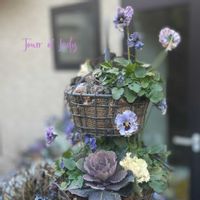 クリスマスローズ,レディ,ビオラ　レディ,寄せ植え,ナチュラルガーデンの画像