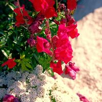 アリッサム,金魚草,ロックガーデンの花,初えびす祭,꒰ღ˘◡˘ற꒱かわゅ~の画像