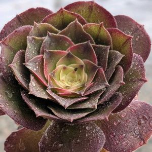 植中毒,信楽狸倶楽部,アエオニウムアイスレイクの画像