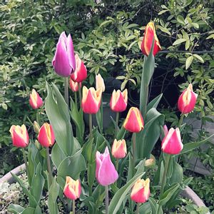 チューリップ,マイガーデン,手作りの庭,花のある暮らし,春のお花の画像