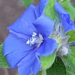 アメリカンブルー,室内,癒し,花のある暮らし,綺麗の画像