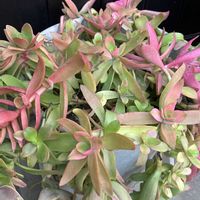 火祭り,エケベリア像の画像