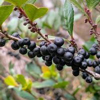 ヒサカキ,姫榊,雑草,山野草,野草の画像