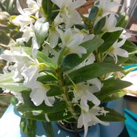 アルストロメリア,ウメ,キク,サクラ,センリョウの画像