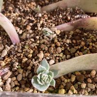 プリムラオブコニカ,多肉植物,多肉中毒,多肉多肉多肉,多肉のある暮らしの画像