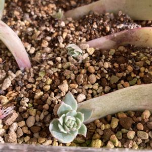 プリムラオブコニカ,多肉植物,多肉中毒,多肉多肉多肉,多肉のある暮らしの画像